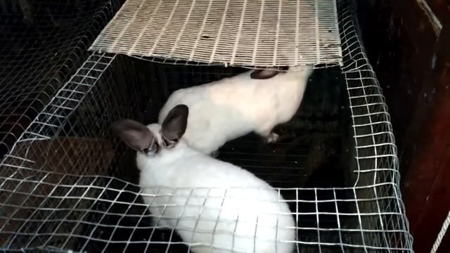 КРОЛИКИ СПАРИВАЮТСЯ, НО НЕ РОЖАЮТ!!! ЧТО НЕ ТАК??? смотреть онлайн