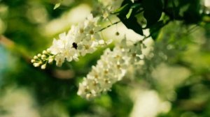 Черемуха цветет. Ветка черемухи | Футажи красивая природа [FullHD]