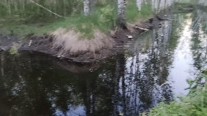 Осушение торфяников на территории национального парка Мещёрский. н.п.Болонь. Клепиковский район.