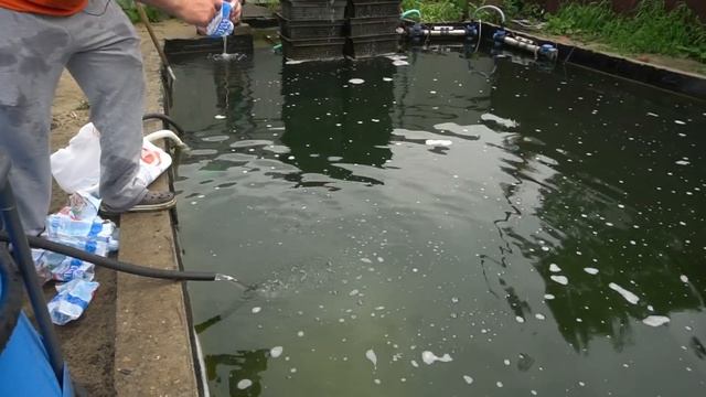 Как живут мои осетрята в бассейне с проточной водой. Карантин закончился))) смотреть онлайн