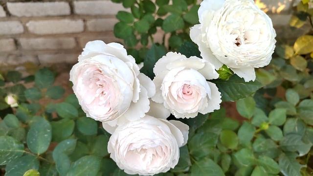 Роза Herzogin Christiana (Герцогиня Кристиана) смотреть онлайн