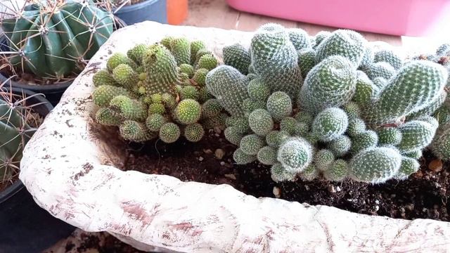 Rebutia Kaktüs / Kaktüs / Cactüs смотреть онлайн