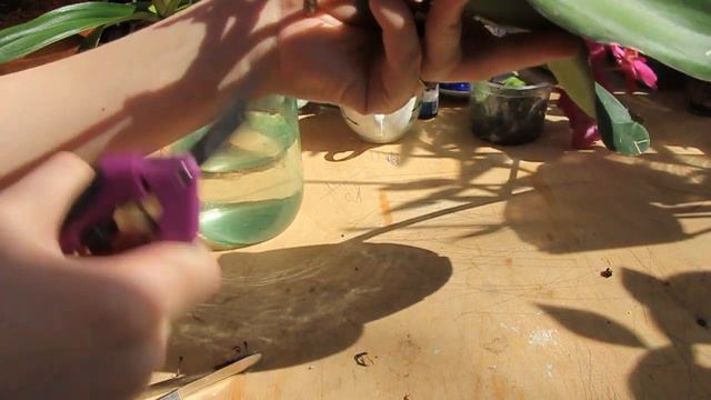 Орхидеи в воде как добиться успеха - N2 Адаптация орхидеи в воде смотреть онлайн