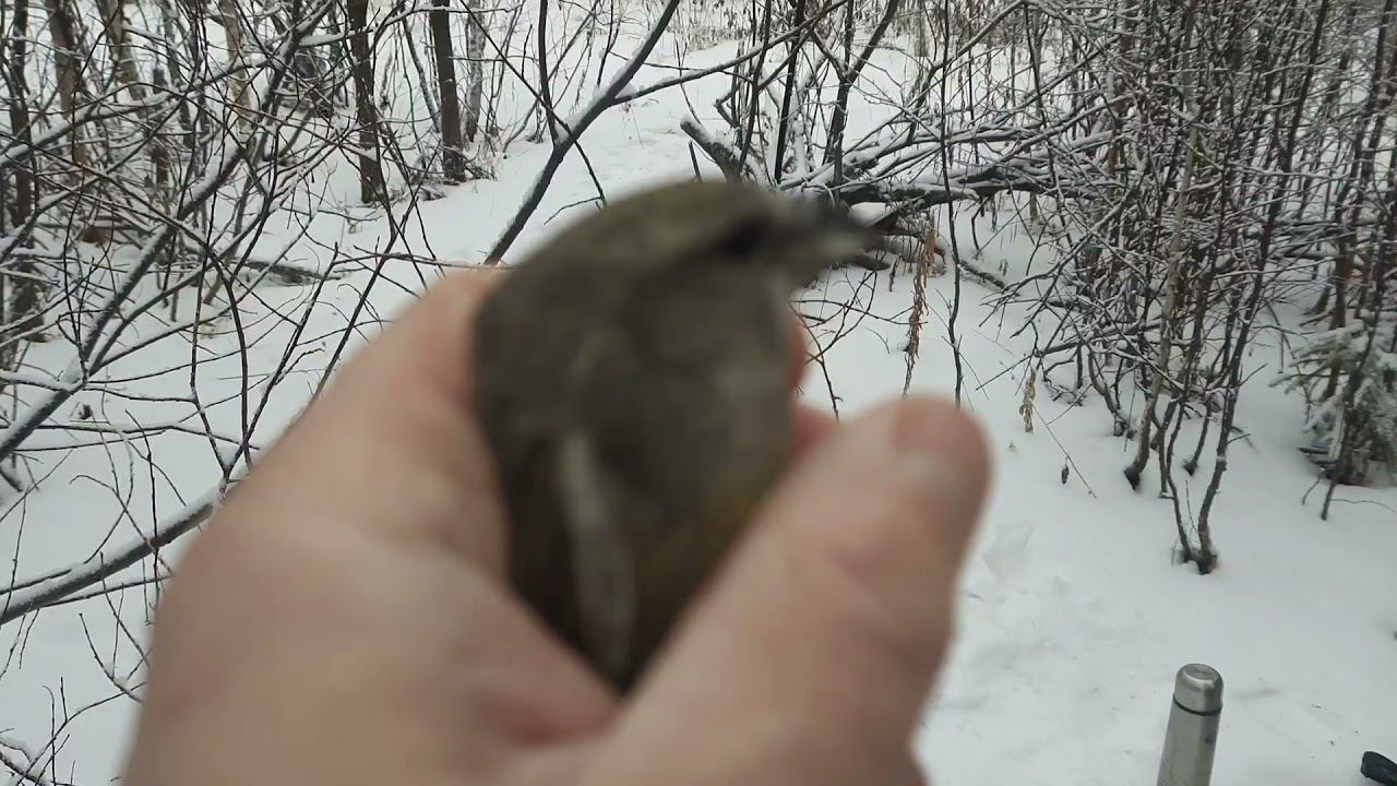 Ловля птиц 18 декабря 2021 год. смотреть онлайн