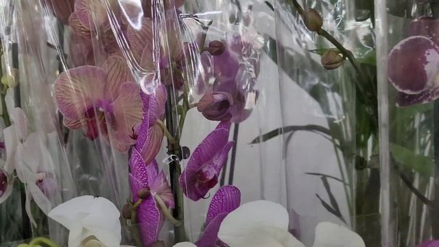 Предпраздничный завоз красивейших орхидей. 26.12.21г. Усть-Каменогорск. смотреть онлайн