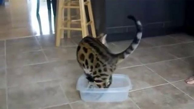 Training Of Bengalese Cats! Дрессировка бенгальских котов!