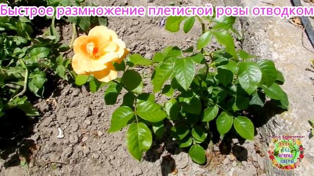 Быстрое размножение плетистой розы отводком смотреть онлайн