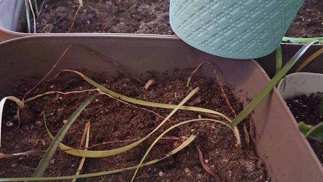 прогресс укоренения гиппеаструма Magical touch после удаления большого копыта смотреть онлайн