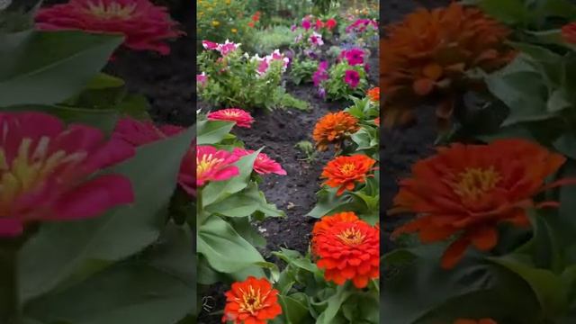 Изящная карликовая цинния с большим цветком?Цинния Милый карлик | Усадьба-Семена смотреть онлайн