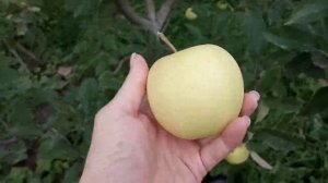 Один из лучших сортов яблок - Голден Делишес. Зимний сорт яблок, хорошо хранится!