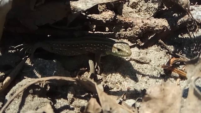 LIZARD Slow Motion 120fps Video (Ящерица видео слоу моушн)