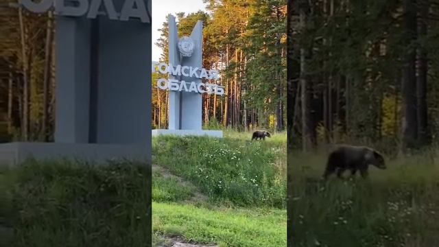 Символ Сибири 🐻 #россия #сибирь #медведь #дикиеживотные #животные смотреть онлайн