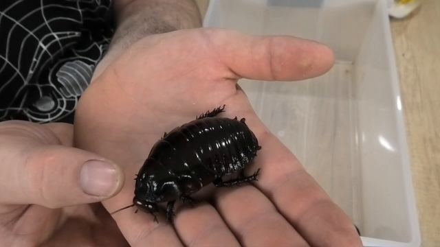 Unboxing the worlds heaviest Giant Burrowing cockroaches part 1 (Macropanesthia Rhinoceros) смотреть онлайн