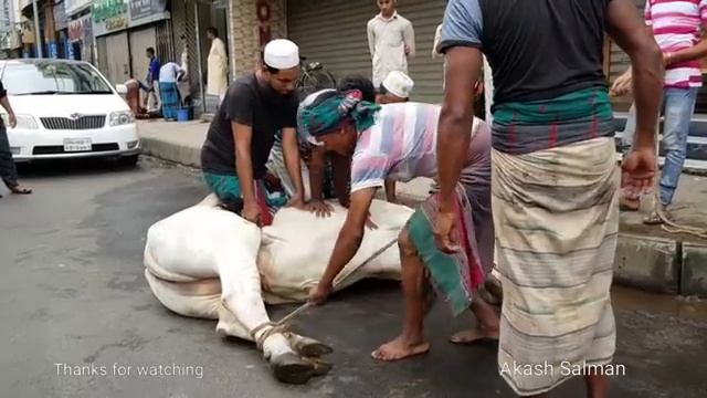 Big cow Qurbani in Dhaka Bangladesh. The biggest qurbani cows of Bangladesh. смотреть онлайн
