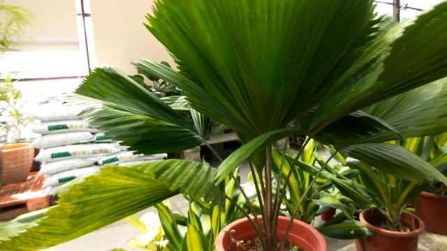 Livistona rotundifolia (Lam.) Martius 觀葉植物 圓葉蒲葵(圓扇)特徵 смотреть онлайн