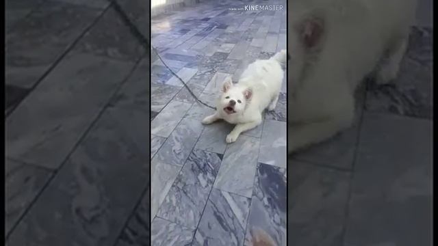 Russian dog, Beautiful and Friendly Russian Breed, Russian Puppy in Pakistan смотреть онлайн