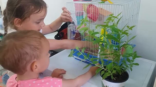 КУПИЛИ НОВУЮ КЛЕТКУ ДЛЯ ХОМЯКА С ЛАБИРИНТАМИ ? #хомки смотреть онлайн