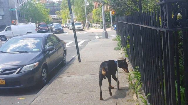 Ace the Doberman in Bushwick Brooklyn angel statue смотреть онлайн
