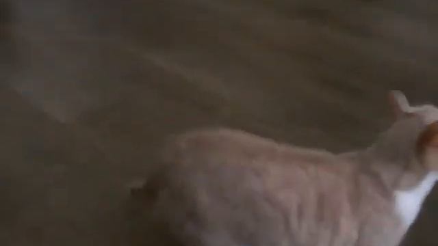 the Laser Light Game смотреть онлайн