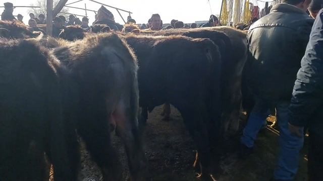 Uychi tumani Yorqõrģon mol bozori yosh buqalar narh navolari 1.03.2023yil+99833.781.14.04 смотреть онлайн