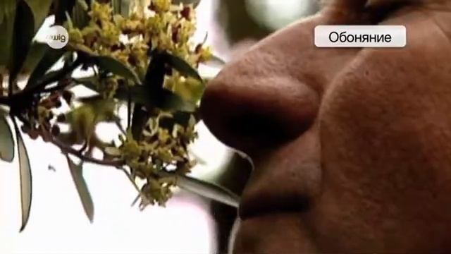 Восприятие животных смотреть онлайн