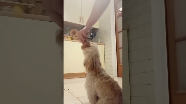 Лаки 9 мес. Фу + неподбор + выдержка. Занятие с кинологом в домашних условиях. (урок 2й) смотреть онлайн