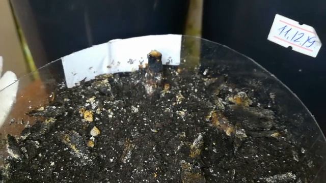 Манго прививки и сеянцы, обзор на весну смотреть онлайн