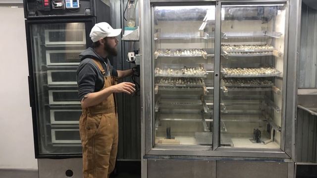 Incubator and lockdown guide on coturnix quail by Myshire Farm! смотреть онлайн
