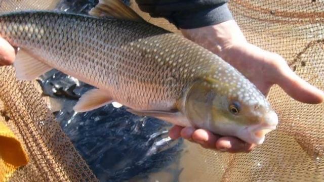 Самая редкая рыба России, которая скоро исчезнет из всех водоемов.. смотреть онлайн