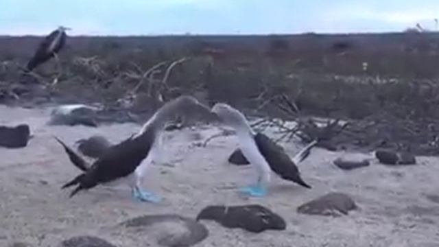 Голубоногая олуша смотреть онлайн