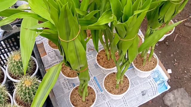Succulents & Cactus At Tala Haat || The Largest Flower Plants Market In Kolkata смотреть онлайн