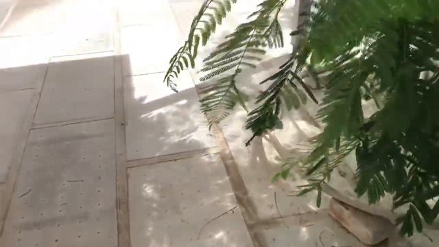 Дары Вселенной и Французские бульдоги смотреть онлайн