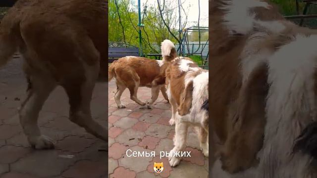 Стая больших красивых собак #сенбернары смотреть онлайн