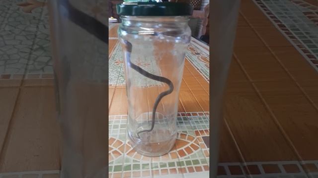 Медянка обыкновенная смотреть онлайн