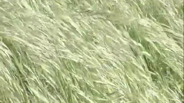 "Land of Mystery" - A Guided Meditation by Swami Kriyananda - Slide Show смотреть онлайн