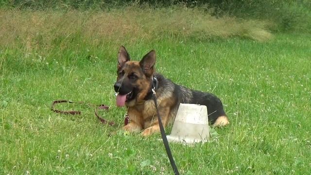 Зависть Богов Джойя, тренинг смотреть онлайн