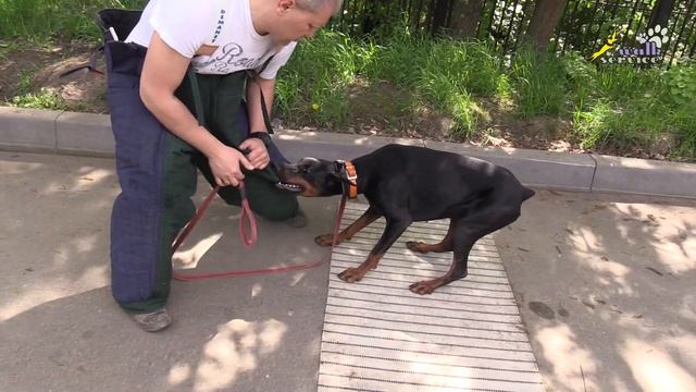 Раскусываем взрослые штаны, доберман Тильда смотреть онлайн