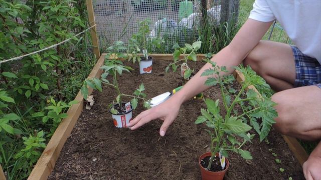 Tomato Planting Time смотреть онлайн