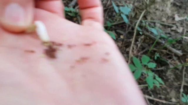 Hohe Schlüsselblume - Früchte/Samen - 12.06.18 (Primula elatior) - essbare Wildkräuter Bestimmung смотреть онлайн