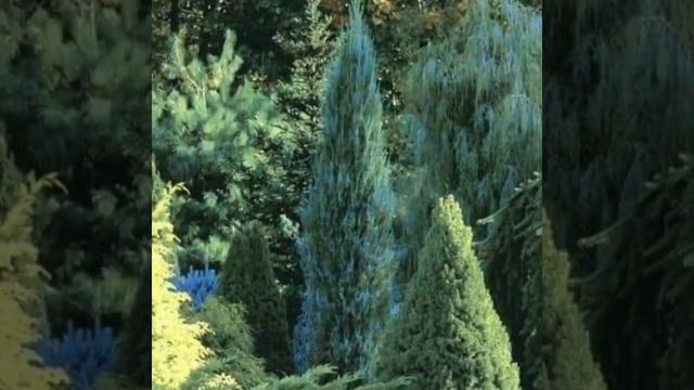 Ландшафтные дизайны с ёлкой смотреть онлайн