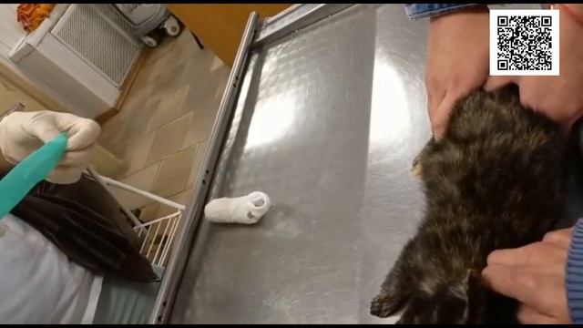 ГАНГРЕНА- цена жизни Наша СПЛОЧЕННОСТЬ!/GANGRENA - The Price of a Kitten's Life смотреть онлайн