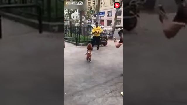 собачка в костюме смотреть онлайн