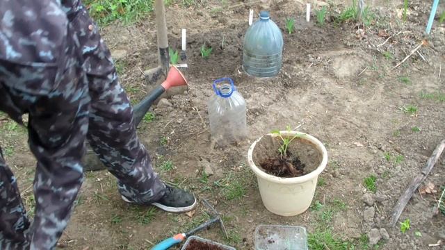 Посадка Георгина в емкость. Горшечные георгины. смотреть онлайн