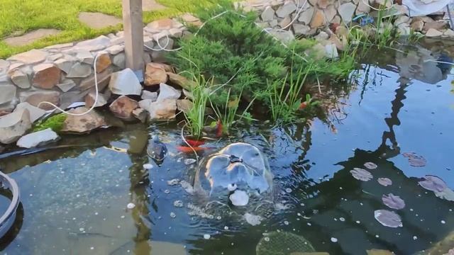 Нерест карпов кои в пруду смотреть онлайн