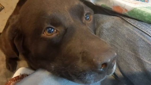 Как за два дня отучил собаку просить от стола смотреть онлайн