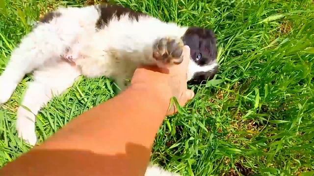 Алабай щенки видео для авито. смотреть онлайн