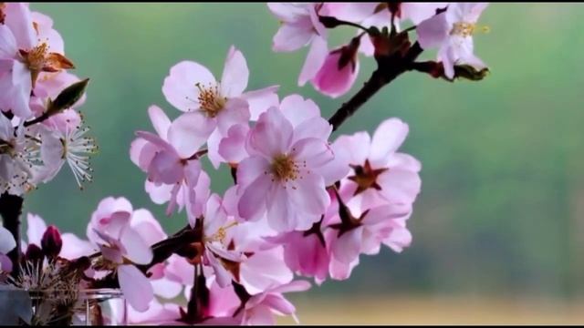 08.03.23. ? С праздником, дорогие женщины! ? Что подарил муж? Чем удивил? смотреть онлайн