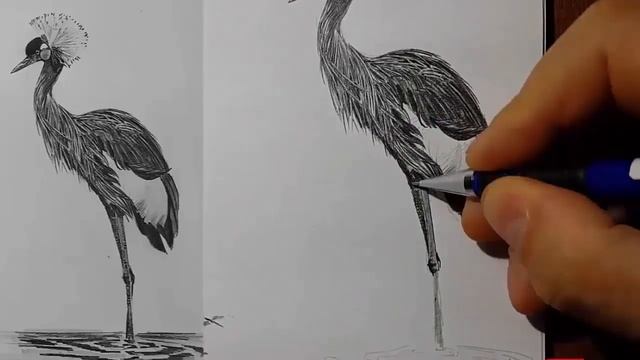Как рисовать птиц, как нарисовать птицу speed drawing смотреть онлайн