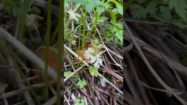 Рыжики и паутинники , июнь 2022. Сезонные грибы Алматинской области. смотреть онлайн