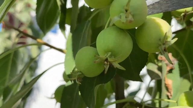 Нормировка яблони плодами. Для чего делается нормировка. Как правильно провести прореживание яблони смотреть онлайн